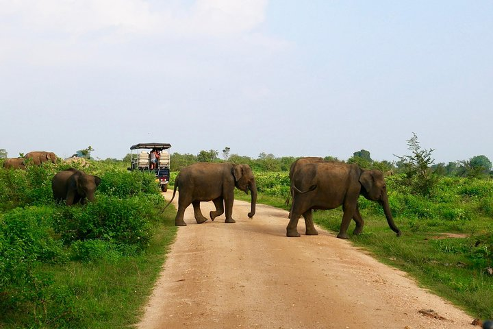 Morning Private Safari at Udawalawa National Park by La Safari inn Tours - Photo 1 of 4